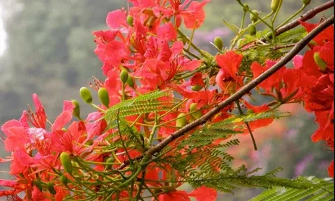 Hà Nội rực rỡ trong sắc hoa phượng đỏ tháng 5