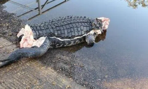 Phát hiện xác cá sấu ‘không đầu không đuôi’ tại Florida