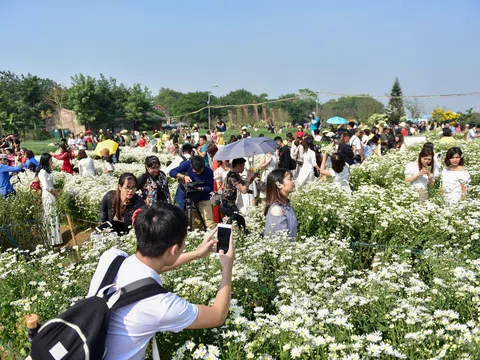 Nhọc nhằn chụp ảnh cùng cúc hoạ mi đầu mùa