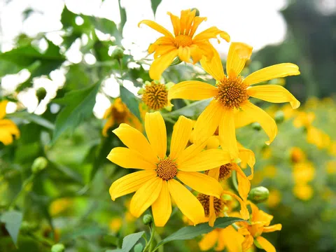 Giới trẻ đua nhau lên núi Ba Vì  "săn" hoa dã quỳ