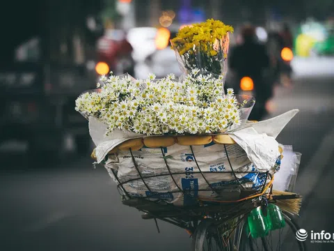 Đông về, mùa cúc họa mi gây thương nhớ