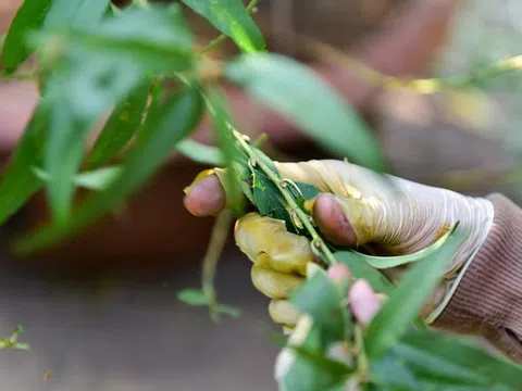 Chi tiền triệu thuê nhân công tuốt lá đào đón Tết Canh Tý