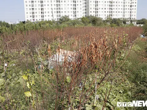 Dân Hà Nội đau xót nhìn hàng nghìn cây đào chưa kịp đón Tết đã héo dần, chết khô