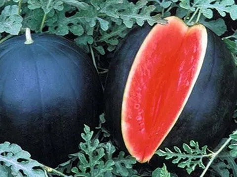 Ngỡ ngàng trước quả dưa hấu có giá 130 triệu đồng