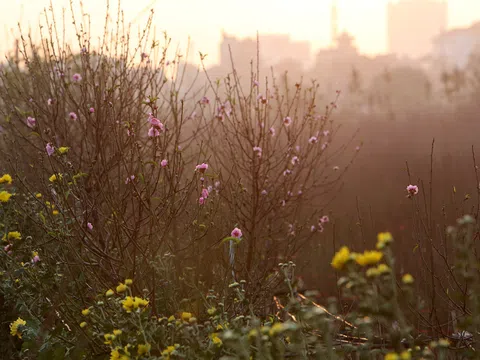 Hoa đào nở sớm ở vườn đào Nhật Tân