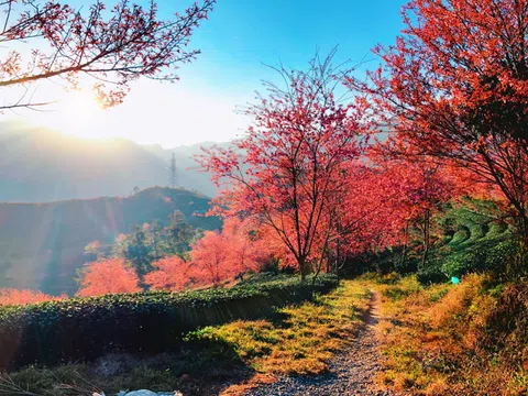 Mai anh đào rực rỡ "hút hồn" du khách giữa đất trời Sa Pa