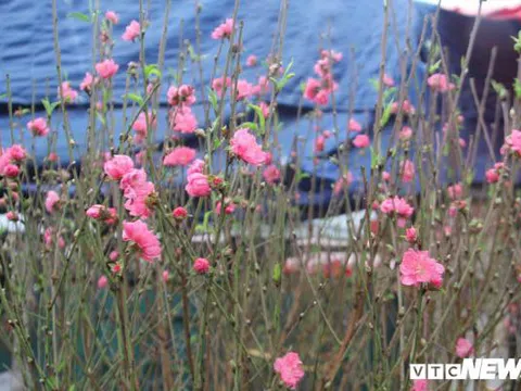 Đào nở sớm, giá “mềm” xuống phố đón Tết Dương Lịch