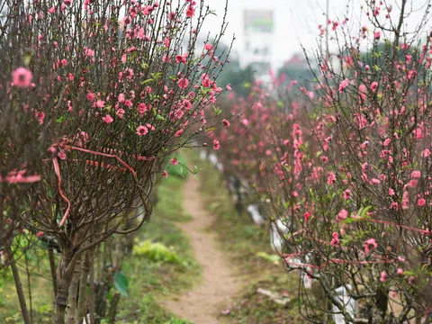 Dự báo thời tiết Tết Nguyên đán 2020: Miền Bắc rét đậm, rét hại