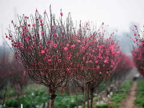 Ảnh hưởng thời tiết giá đào tết Canh Tý 2020 sẽ khá cáo