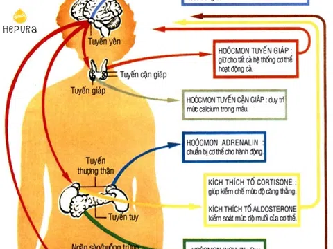 Tất cả cần biết về rối loạn nội tiết là gì?
