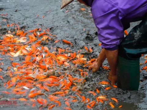 Làng nghề cá chép đỏ nhộn nhịp trước Tết ông Công, ông Táo