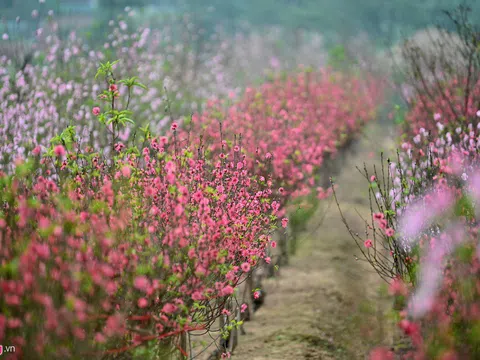Vườn đào ngập sắc hồng, nông dân thấp thỏm lo mất Tết