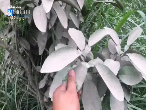 Công ty CP xi măng Bắc Giang: "Chí Phèo" lĩnh vực môi trường