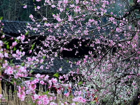 Hoa đào rừng đua thắm trên rẻo cao Mù Cang Chải