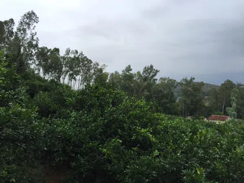 Chanh thiên nhẫn: “Hương sắc Nam Đàn, hồn thiêng Quê Bác”