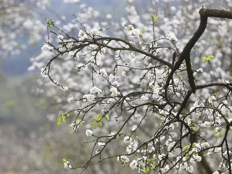 Đẹp mê hồn sắc xuân trên khắp nẻo vùng cao