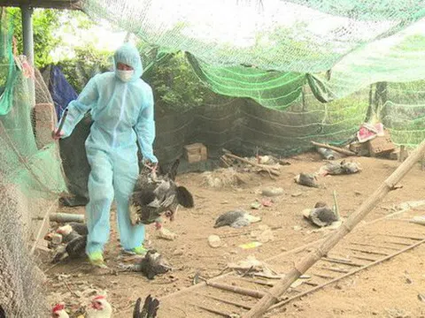Xuất hiện cúm gia cầm A/H5N6 ở 4 tỉnh, thành phố