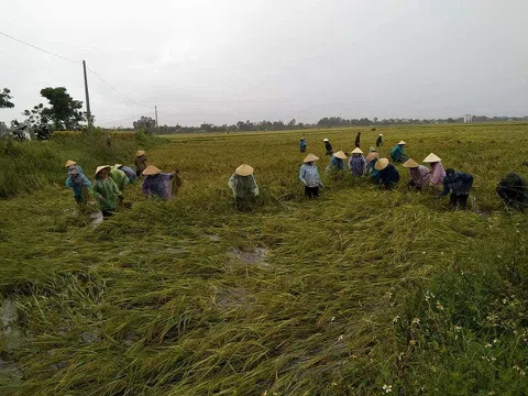 Tùng Lộc (Can Lộc – Hà Tĩnh): Gặt lúa chạy lũ giúp bà con cách ly Covid-19