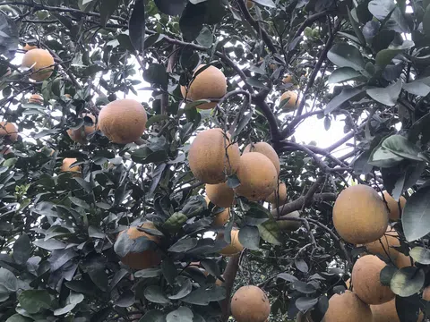 Đặc sản đất Diễn đắt khách trước thềm Tết Nguyên Đán