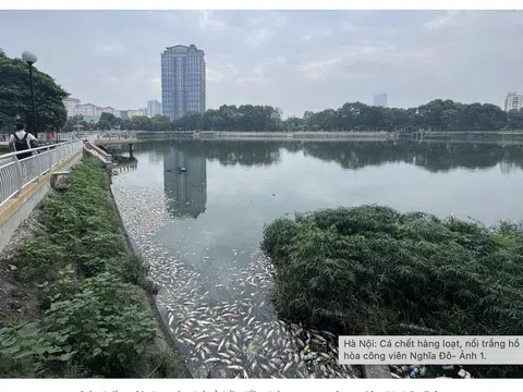Hà Nội: Hồ Nghĩa Đô xuất hiện tình trạng cá chết hàng loạt