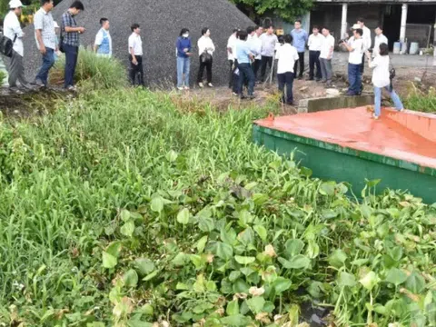 Rau màu Đồng Tháp thiệt hại bất thường, ngành chức năng khẩn trương tìm nguyên nhân