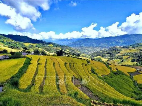 Mùa vàng trên những thửa ruộng bậc thang Hoàng Su Phì