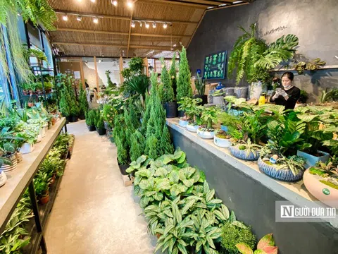 Thị trường cây thông, cây tùng nhộn nhịp trước thềm Giáng sinh 2021