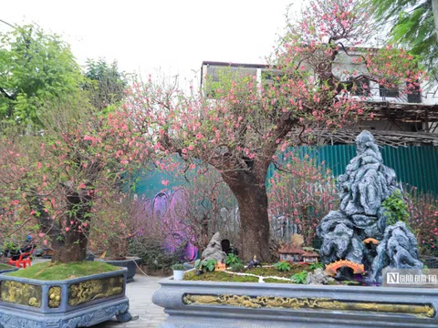 Chiêm ngưỡng gốc đào trăm tuổi, chi 200 triệu chỉ được thuê về chơi Tết