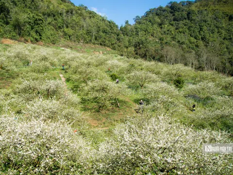 "Thiên đường" hoa mận trắng