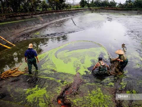 Làng cá chép Thủy Trầm bội thu dịp Tết ông Công ông Táo
