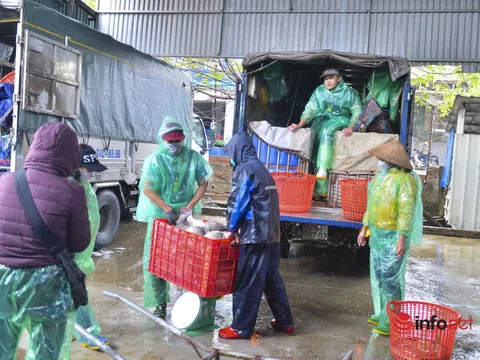 Hà Nội: Bê đá cây lạnh buốt, vầy nước đỏ tay trong chợ cá mưu sinh ngày giá rét