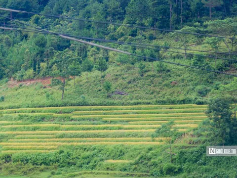 Tận mắt xem người Thái làm cốm Tú Lệ nức tiếng xa gần