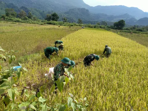 Bộ đội biên phòng Quảng Trị giúp dân gặt lúa “chạy” bão số 4