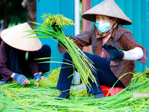 Làng cốm Mễ Trì vào vụ lớn nhất trong năm