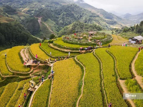 Mù Cang Chải: Mê mẩn mùa lúa chín trên đồi Mâm xôi