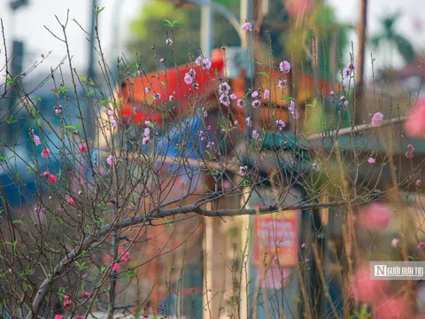 Thiếu nữ Hà Thành khoe sắc bên hoa đào đầu mùa nở sớm