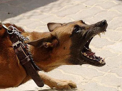 Làm sao để tránh bệnh dại từ vật nuôi?