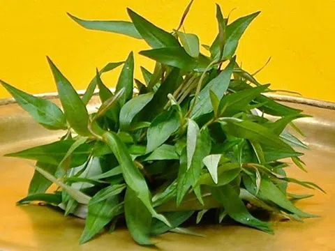 Rau răm cực tốt nhưng "đại kỵ" với những nhóm người sau