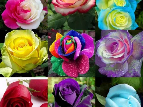 Hé lộ điều ít ai biết về ý nghĩa các loài hoa dành tặng "người thương" ngày 20/10