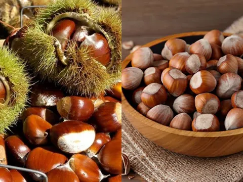 Bật mí cách phân biệt giữa hạt phỉ và hạt dẻ