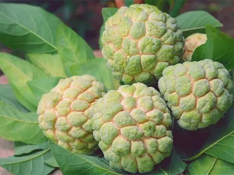 4 nhóm người cần cẩn trọng khi ăn na