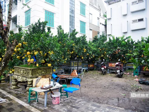Cây cảnh chơi Tết Nguyên đán "đổ bộ" đường phố Hà Nội