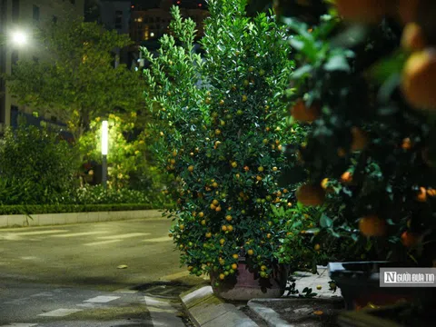 Trắng đêm đốt lửa canh đào, quất trong cái lạnh "cắt da cắt thịt"