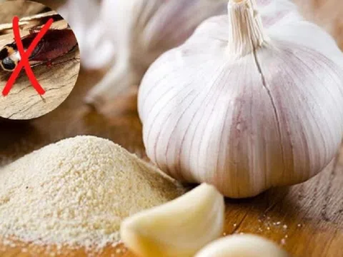 8 mẹo đuổi sạch bách lũ gián khi thời tiết nồm ẩm "không tốn một xu"