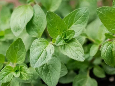 Loại lá vừa ăn vừa làm thuốc, giá bán 1,2 triệu/kg vẫn có người mua