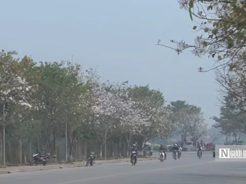 Hoa ban khoe sắc giữa đất trời Điện Biên