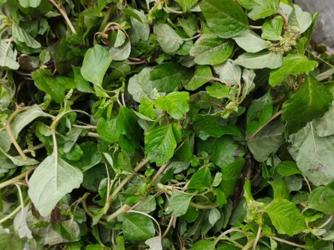 Rau dại mọc bờ mương xưa không ai hái, nay được chị em săn lùng bởi công dụng "vàng 10"