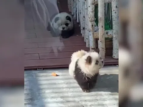 Vườn thú ở Trung Quốc nhuộm chó thành gấu trúc gây phẫn nộ