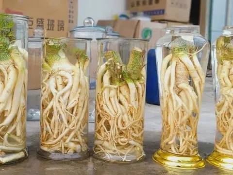 Công dụng của rượu đinh lăng