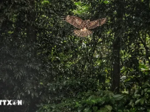 Cúc Phương lần thứ 6 được vinh danh là Vườn Quốc gia hàng đầu châu Á